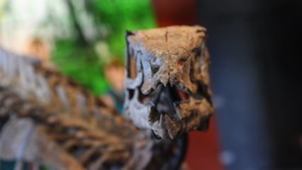 Se subasta en París un dinosaurio de 150 millones de años muy bien conservado