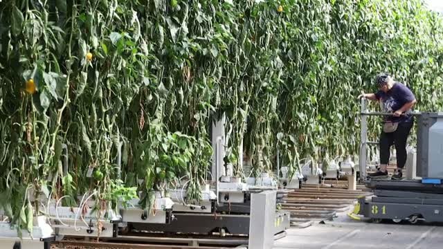 Los invernaderos de Países Bajos se enfrentan a la crisis energética