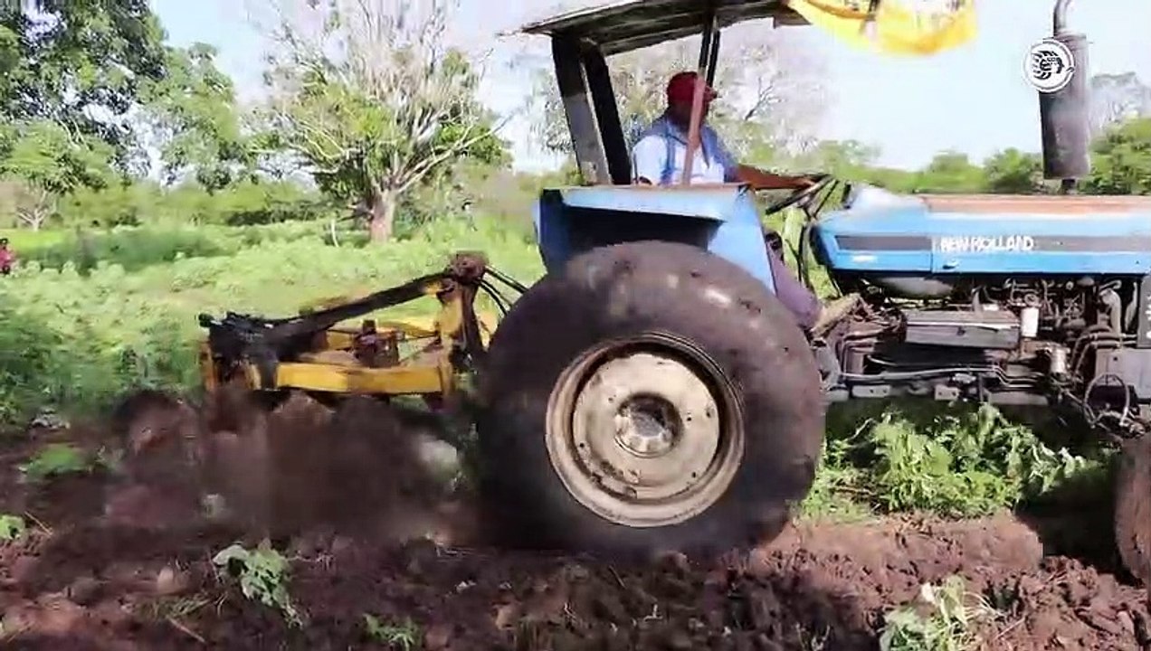 Productores veracruzanos optan por sembrar café; maíz ya no les deja ganancias