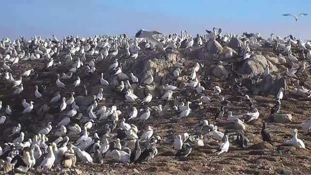 Nuevo brote no estacional de gripe aviar en Francia