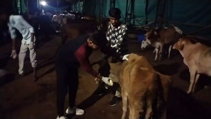 लंपी पॉक्स : नागौर में बरपा कहर, भीलवाड़ा में कम असर