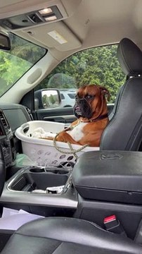 Boxer frissons dans le panier - Buzz Buddy