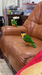 Darling Dancing Duo  - Buzz Buddy