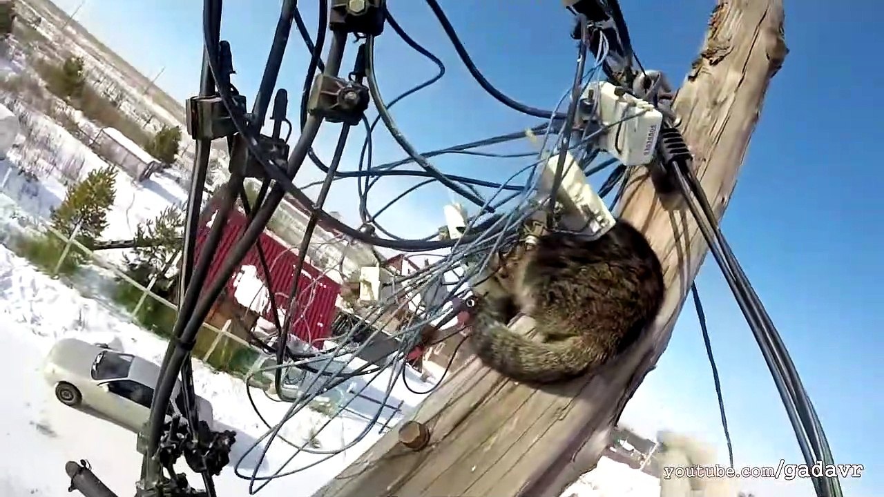 Un félin effrayé est sauvé  - Buzz Buddy