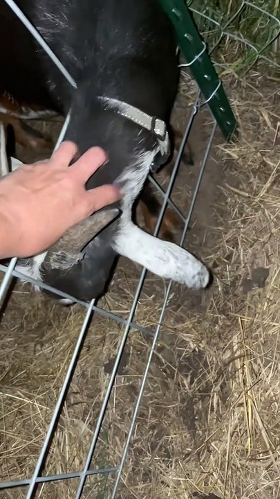 Un âne gardien alerte le propriétaire d'une chèvre en détresse  - Buzz Buddy