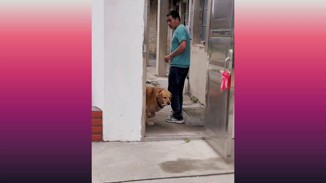 magic animal is here