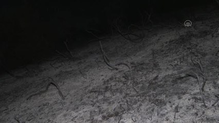 Son dakika haberi... Arnavutköy'de ormanlık alanda çıkan yangın söndürüldü