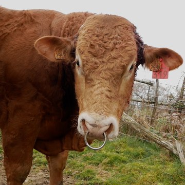 Quatre éleveurs achètent ce taureau d'exception pour une somme record