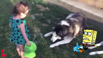 My Cat Like A Thief !! Spongebob in Real Life  Spongebob in Real Life ! Funniest Cats And Dogs(1)