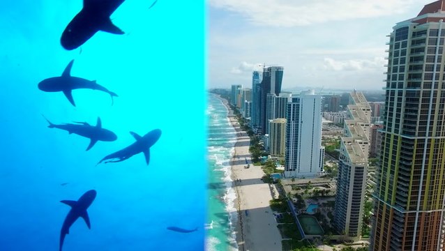 It turns out urbanization does not keep sharks away from busy coastlines