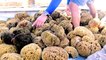 How this Florida town became the sea sponge capital of the world