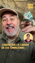 La increíble lengua del camaleón: la más rápida del reino animal