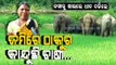Special Story | Elephant menace continues in Odisha’s Keonjhar