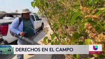 Es importante que los trabajadores del campo estén consientes de sus derechos, sobretodo en épocas de calor.