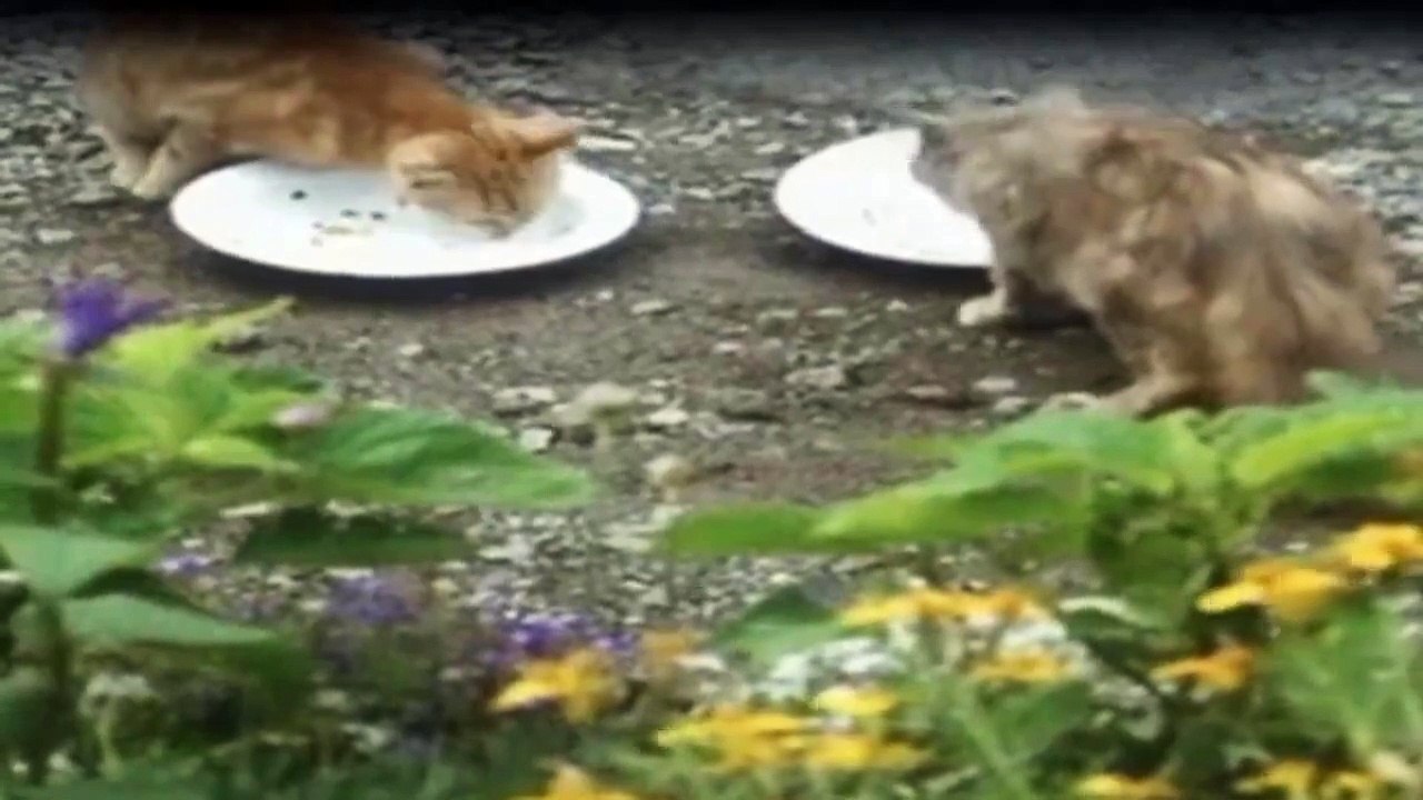 Der Doktor Und Das Liebe Vieh Staffel 4 Folge 6 - Part 01 HD Deutsch