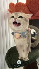 #funniest#videoshorts#cutest #cats and #crazy #dogs #2022/10