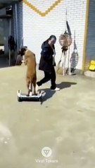 #funniest#videoshorts#cutest #cats and #crazy #dogs #2022/5