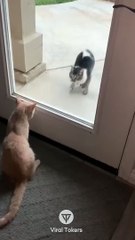 #funniest#videoshorts#cutest #cats and #crazy #dogs #2022/1