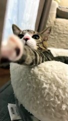 おやすみポス君