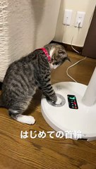 はじめての首輪！仔猫ポス