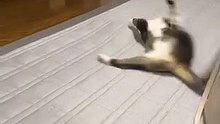 首輪に慣れない猫