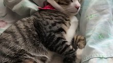 夏の昼下がり眠る猫