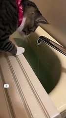 水が好きな猫ポスくん