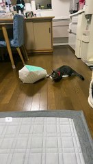 猫より気になる桃太郎