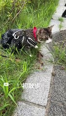猫の初散歩