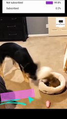 Funny dog and cat* pets lover*