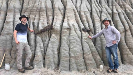 Un squelette d'hadrosaure avec de la peau fossilisée exhumé au Canada