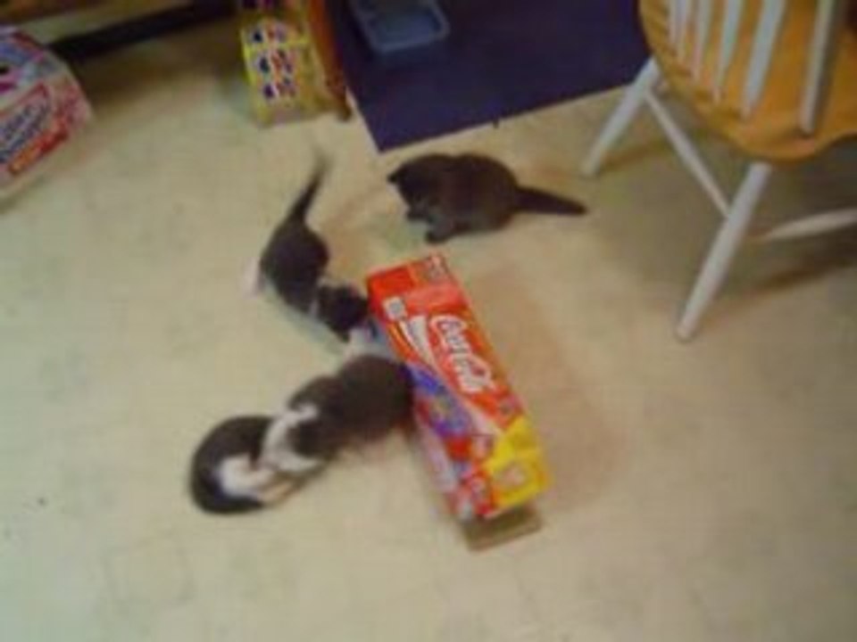 Chatons-carton