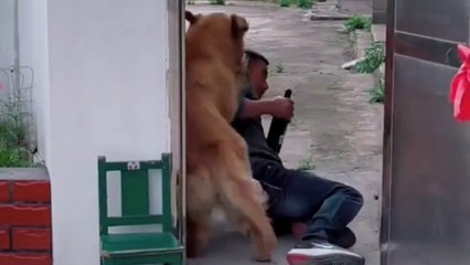 THIS DOG IS VERY ANGRY, seeing someone who is disrespectful to his own parents