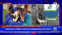 Surco: Adoptan a perrita que fue abandonada en la puerta de una veterinaria