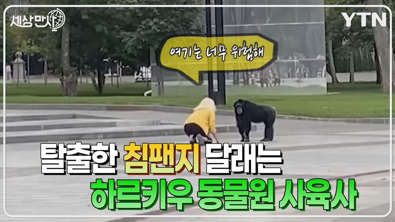 [세상만사] 하르키우 동물원을 탈출한 침팬지를 달래는 사육사 / YTN