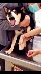 Very funny dog* dog nail cutting*dog funny rection*