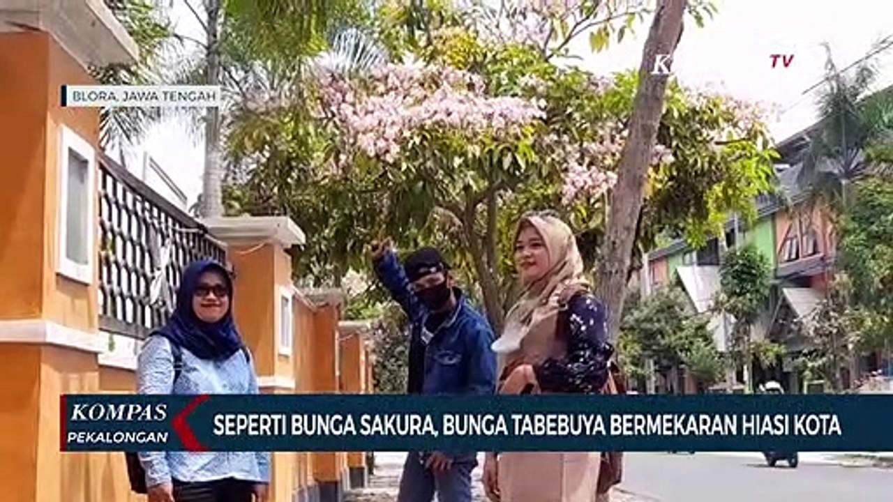 Seperti Bunga Sakura, Bunga Tabebuya Bermekaran Hiasi Kota Blora