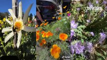 Ces « bombardiers de fleurs » tentent de refleurir San Francisco par leur propres moyens