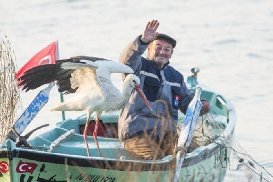 'YAREN' LEYLEK VE 3 YAVRUSU, GÖÇ YOLCULUĞUNA BAŞLADI