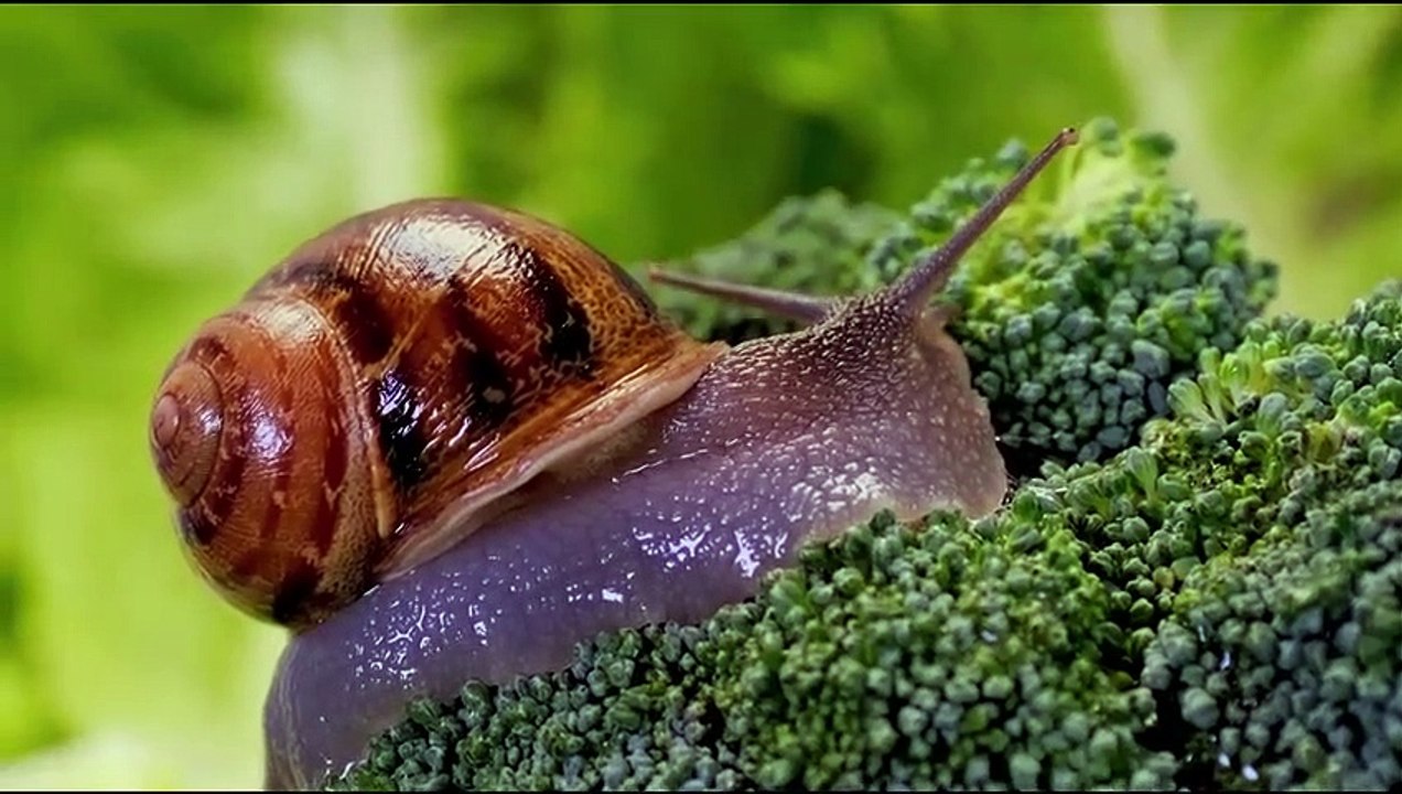 Perfect Black 12K HDR 60FPS Dolby Vision(480P)