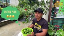 Pokok Limau Purut Rendang & Berbuah Lebat