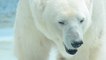 Environnement : 5 infos sur l'ours blanc