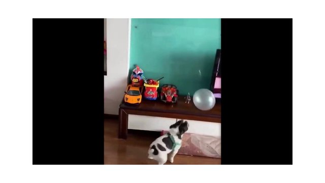 DOGS AND CATS COMEDY CLIPS