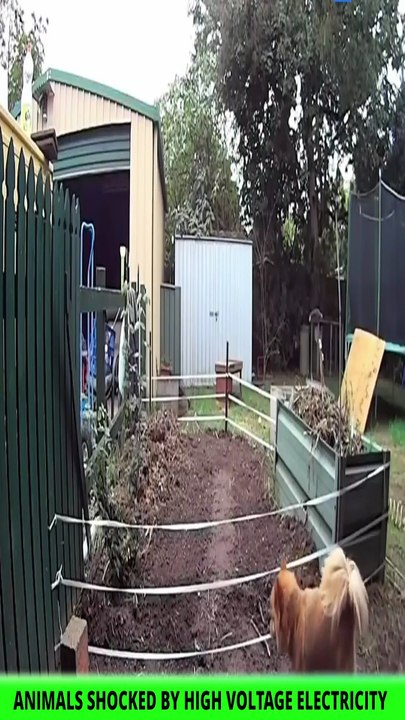 Animals Shock by High Voltage Current - New Trending