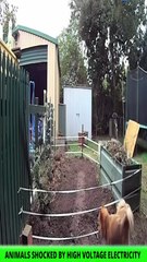 Animals Shock by High Voltage Current - New Trending
