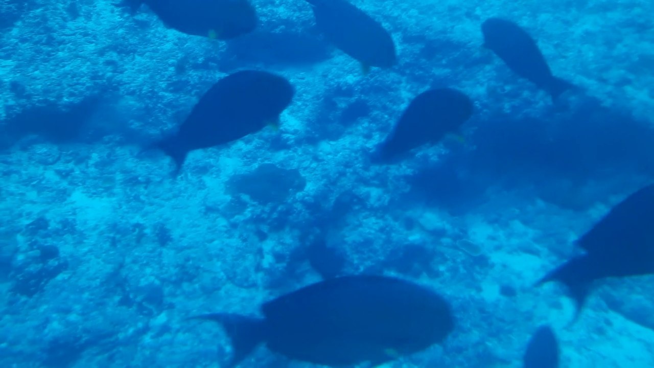 A beautiful day at Whale Submarine in the Maldives