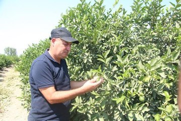 HASADINA HAZIRLANILAN LİMON DALINDA 8 LİRAYA SATILIYOR