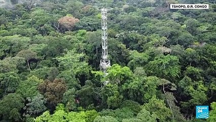 Scientists fight to protect DR Congo rainforest as threats increase