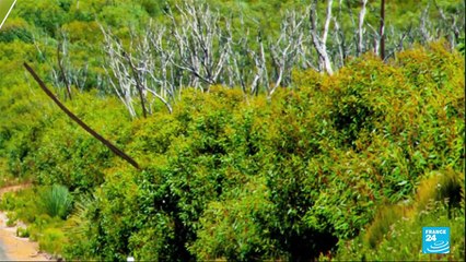 Australia after the bushfire: Fire-ravaged forests and wildlife are recovering