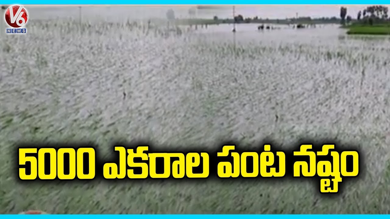 More Than 5000 Acres Of Crops Submerged Due To Nagarjuna Sagar Left Canal Breach  |  V6 News (1)